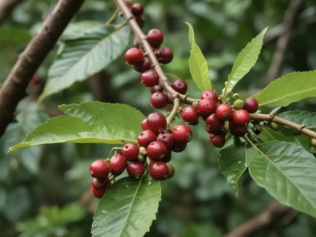 The Life of a Coffee Cherry: From Farm to Cup