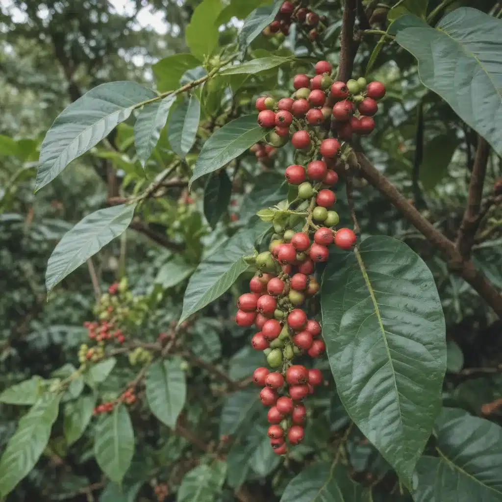 Discovering Gurias Overlooked Coffee Paradise