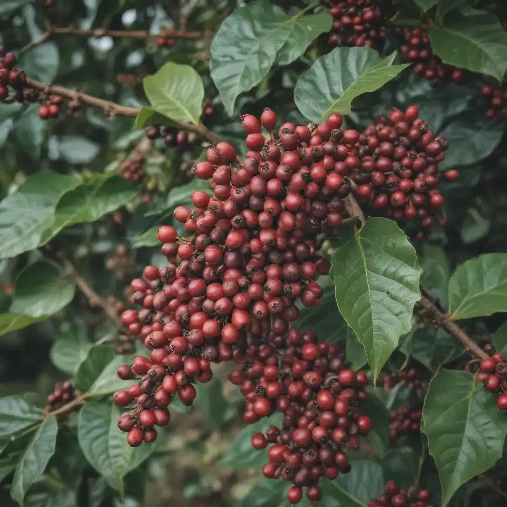 Kartlis Diverse Regional Coffee Traditions