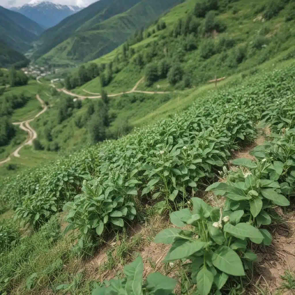 Svaneti: Home to Georgias Most Remote Beans