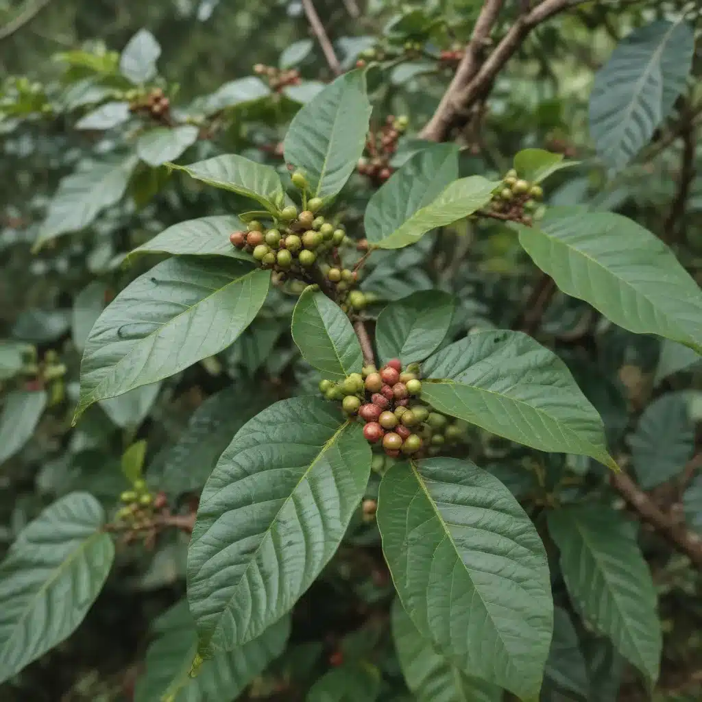 Tracking Down Pshavis Elusive Mountain Coffee