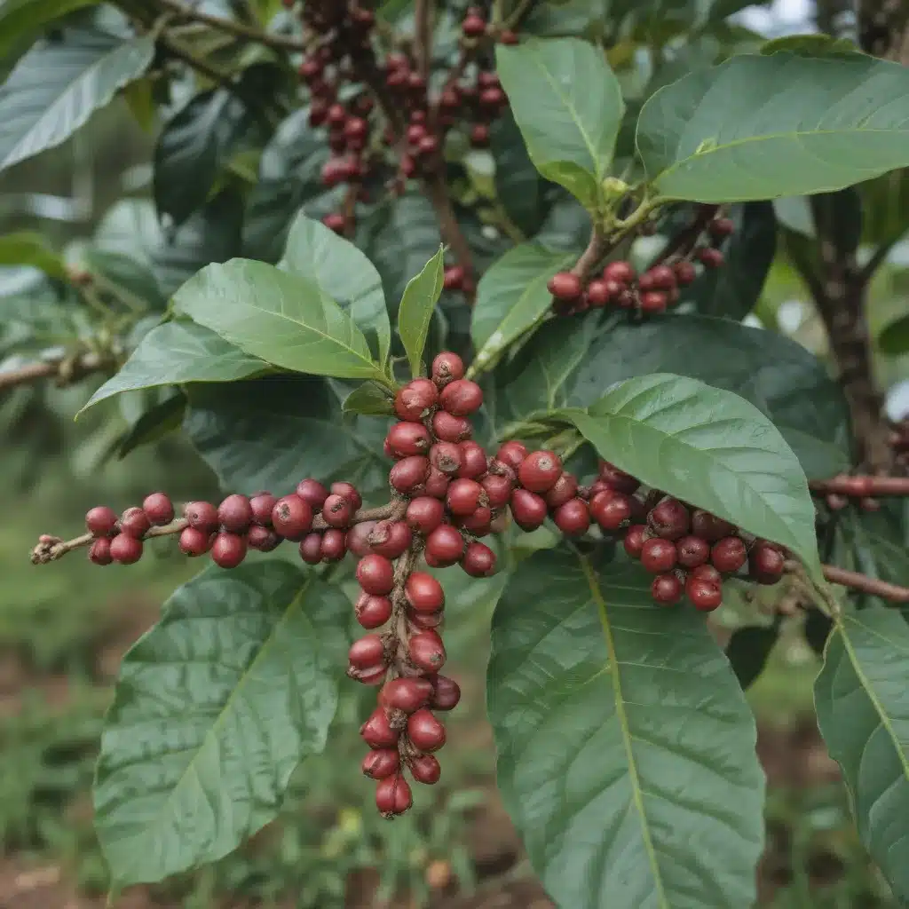 Tracking Pshavis Elusive Highland Coffee Beans